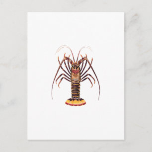 Spiny Lobster (Asian Pacific) Postcard