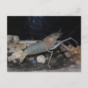 Spiny Lobster Postcard