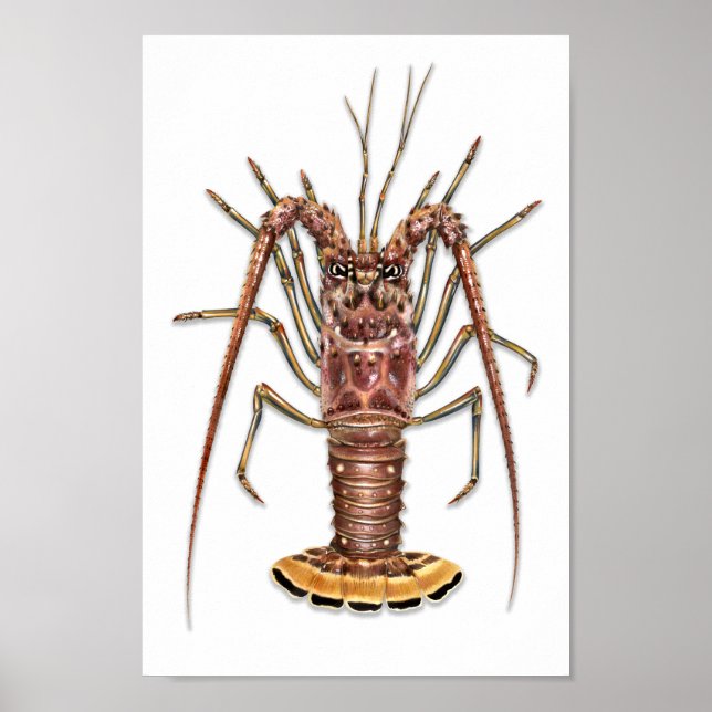 Spiny Lobster Print (Front)