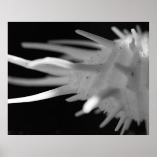 Spiny Seashell BW Photograph - Large Print