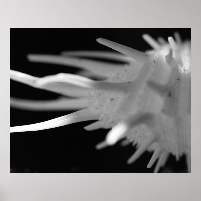 Spiny Seashell BW Photograph - Large Print (Front)
