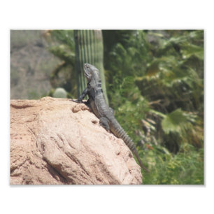 Spiny-tailed Iguana Photo Print
