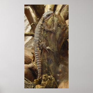 Spiny-Tailed Lizard Cordylus Tropidosternum Poster