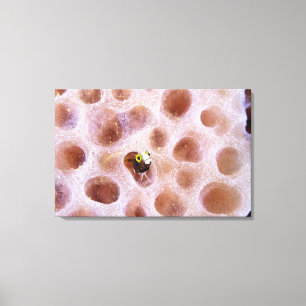 Spinyhead Blenny (acanthemblemaria spinosa) in Canvas Print