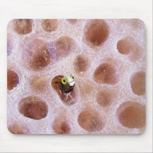 Spinyhead Blenny (acanthemblemaria spinosa) in Mouse Mat