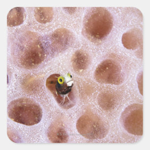 Spinyhead Blenny (acanthemblemaria spinosa) in Square Sticker