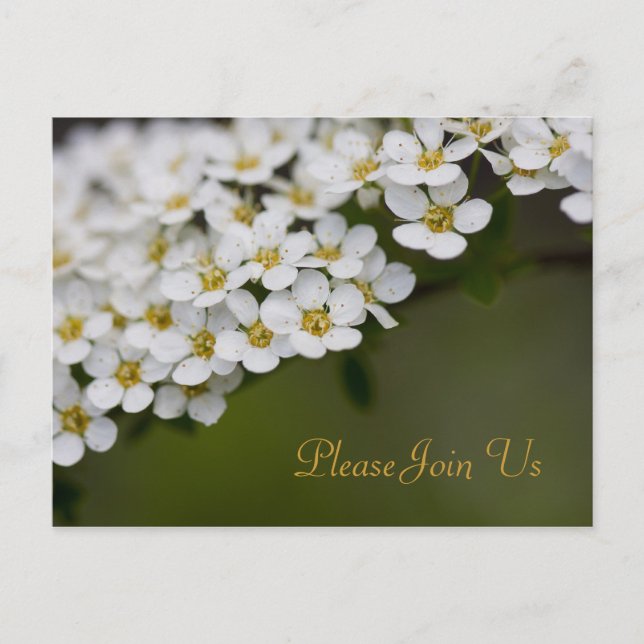 Spiraea Please Join Us Postcard (Front)