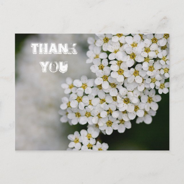 Spiraea Thank You Postcard (Front)