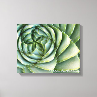Spiral Aloe photo by Debra Lee Baldwin Canvas Print