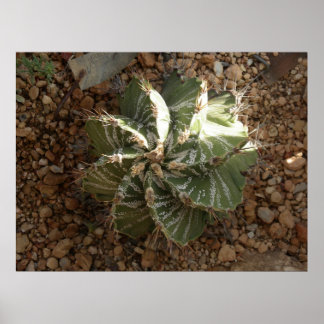 spiral cactus poster