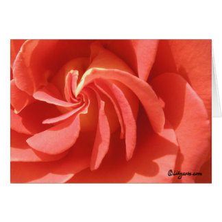 Spiral Pink Sunset Rose Card