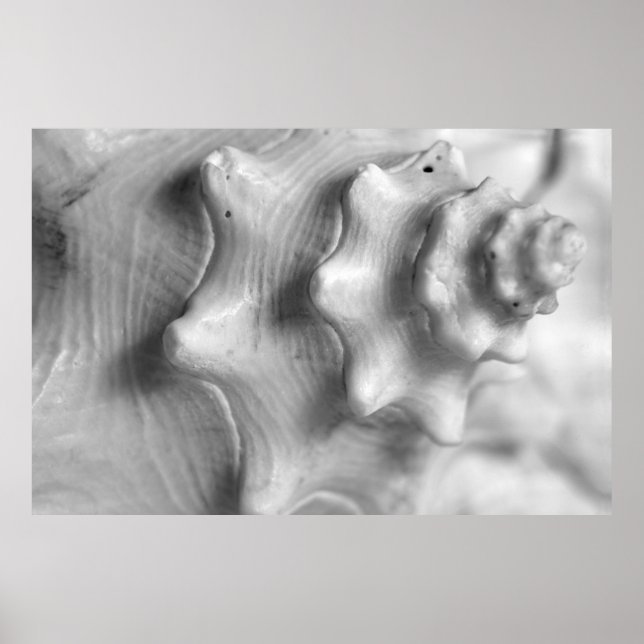 Spiraling Conch Poster (Front)