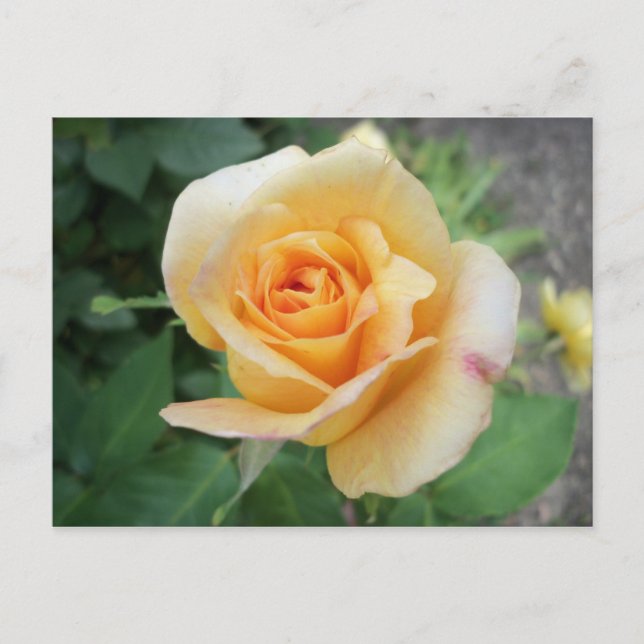 Spiralled Yellow Rose Postcard (Front)