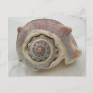 Spire Spiral Crown Shell Photography Postcard