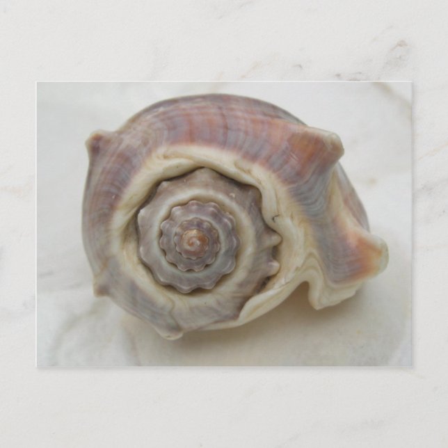 Spire Spiral Crown Shell Photography Postcard (Front)