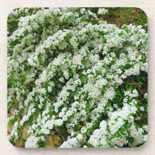 Spirea Arguta Coaster