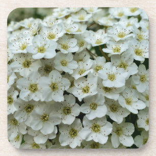 Spirea Arguta Coaster