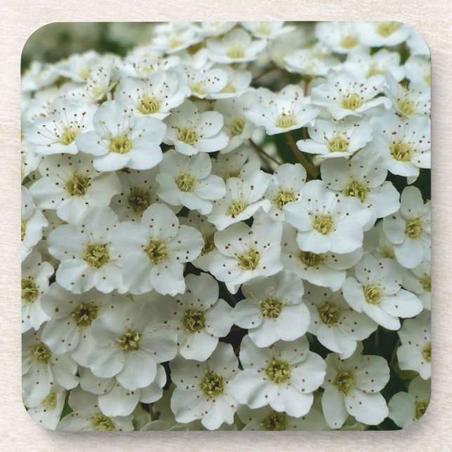 Spirea Arguta Coaster (Front)