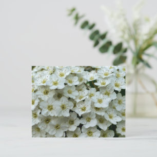 Spirea Arguta Postcard