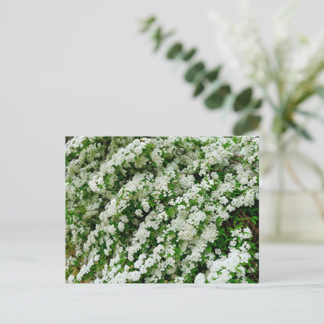 Spirea Arguta Postcard (Standing Front)