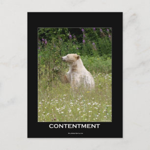 Spirit Bear Gifts Postcard