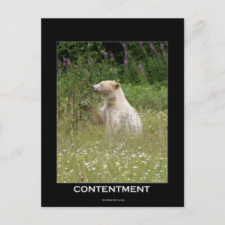 Spirit Bear Gifts Postcard