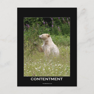 Spirit Bear Gifts Postcard