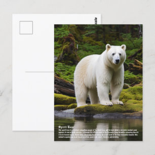 Spirit Bear Postcard
