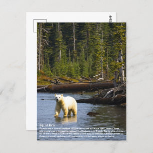 Spirit Bear Postcard