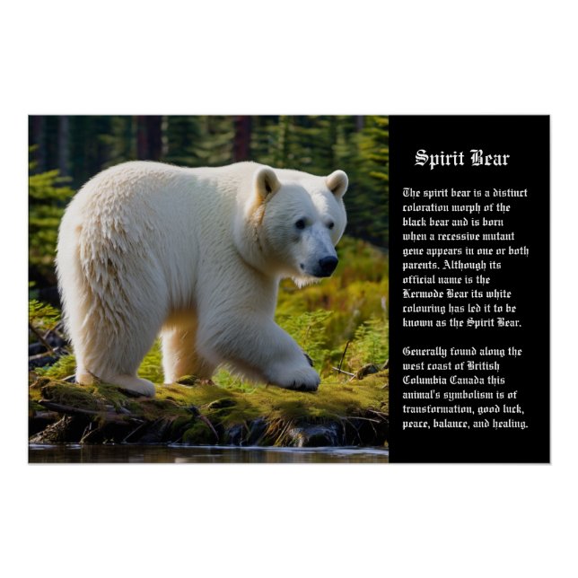 Spirit Bear Poster (Front)