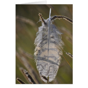 Spirit Feather Everyday