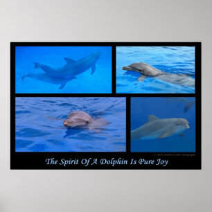 Spirit Of A Dolphin Poster
