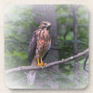 Spirit Of The Hawk Coaster