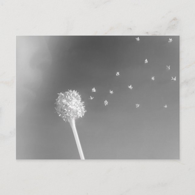 Spirit of the Wind Postcard (Front)