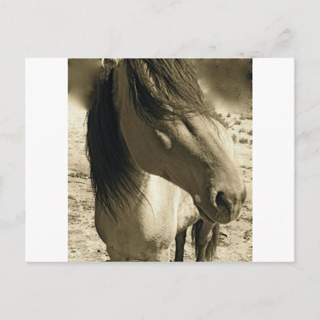 Spirit Postcard (Front)