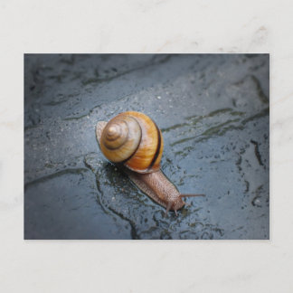 Spirited Snail on a Rainy Day Postcard