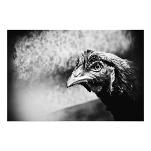 spirits and chickens photo print