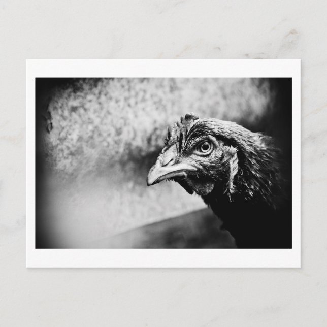 spirits and chickens postcard (Front)