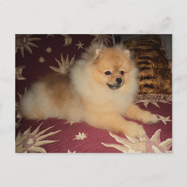 Spitz Alemão Postcard (Front)