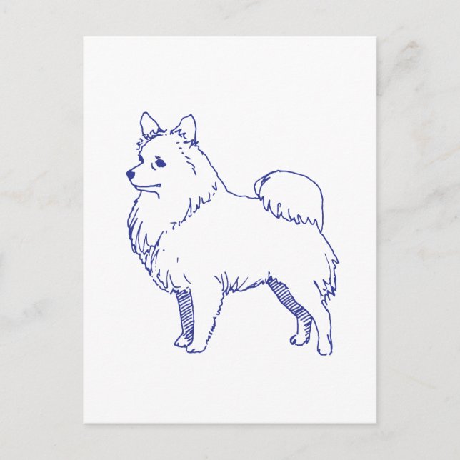 Spitz dog breed postcard (Front)