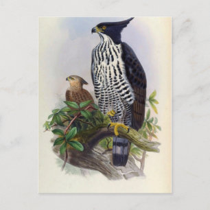 Spizaetus Alboniger (Blyth's hawk-eagle) Postcard