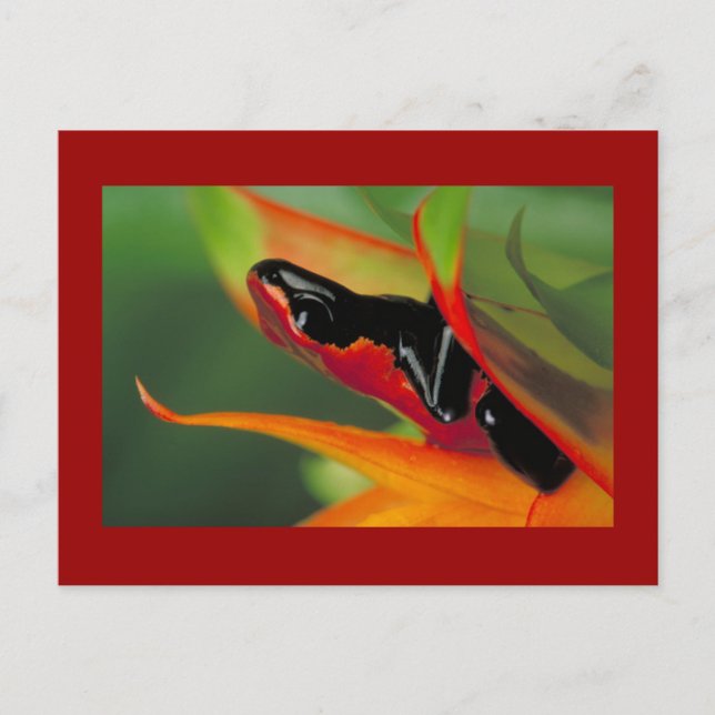 Splash-backed poison frog Postcard (Front)