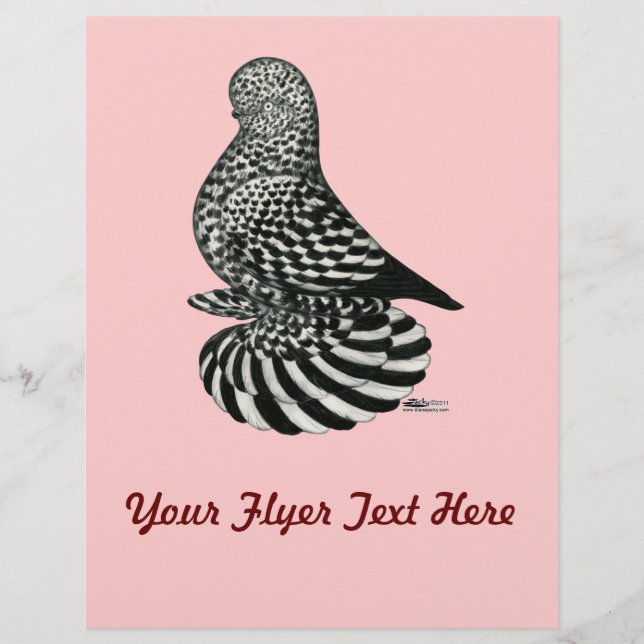 Splash Muffed Tumbler Pigeon (Front)