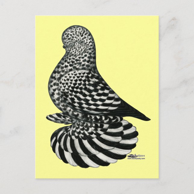 Splash Muffed Tumbler Pigeon Postcard (Front)