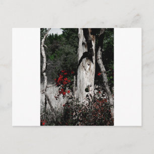 Splash of Color Postcard