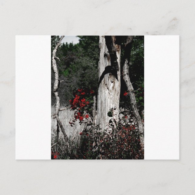 Splash of Color Postcard (Front)