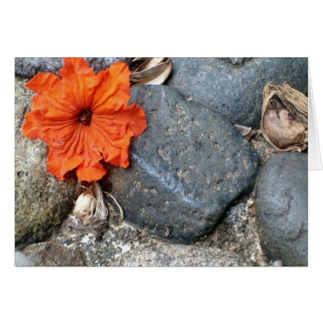 splash of colour (Front Horizontal)