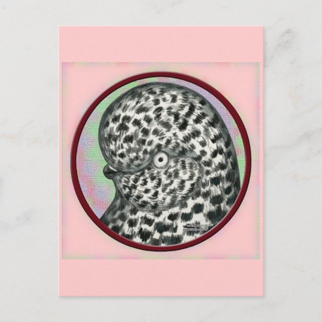 Splash Tumbler Pigeon Circle Postcard (Front)