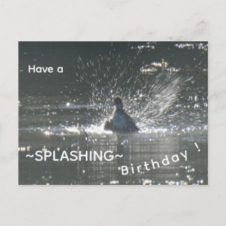 Splashing Coot Cust. Happy Birthday Postcard