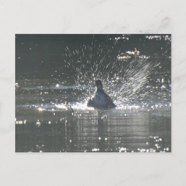 Splashing Coot DIY Postcard (Front)
